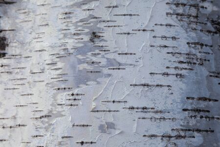 White birch bark background. Birch bark background. Birch bark texture. Tree bark background. Bark background. Bark texture. Tree bark textureの写真素材