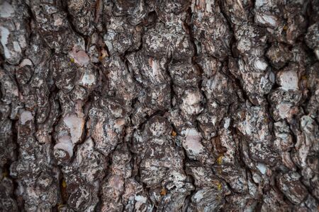 Pine bark texture. Pine bark background. Pine bark texture. Tree bark background. Bark background....