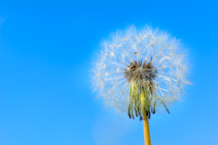 Dandelion globular head of seeds on the blue sky background. Summer meadow with blooming dandelion. Beautiful summer field landscape. Copy space.の写真素材