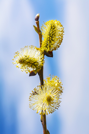 Yellow willow buds sprout. Early spring blooming treesの写真素材