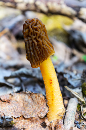 Black morel forest picking mushroom. Morchella conica.の写真素材