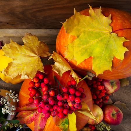 Harvest concept with two pumpkins, rowan berries and yellow maple leaves, top viewの写真素材