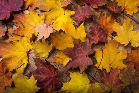 Fall yellow and red magenta maple leaves on the rustic tableの写真素材