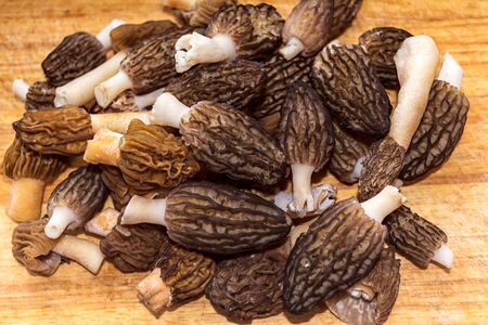 Edible black morel spring mushrooms on the rustic background
