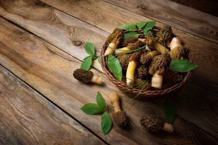 Wicker basket with wild forest picking morel mushrooms and green leaves on the rustic wooden...