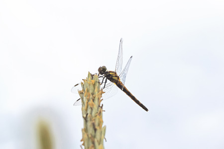 Dragonflyの写真素材