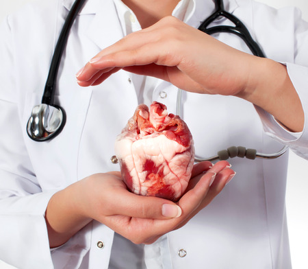 Medical concept. Female doctor with real heart in hands.の写真素材