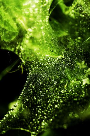 Closeup of droplets. Perfect for background useの写真素材