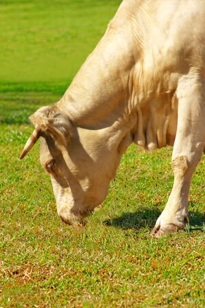 cow grazing on the fieldの写真素材