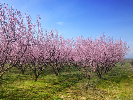 blooming peach trees in springの写真素材