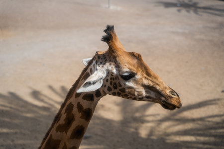 Giraffe in the zoo, close up of head and neck