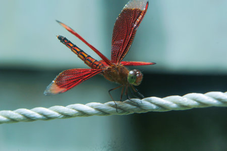 a red dragonfly perched on a clotheslineの写真素材