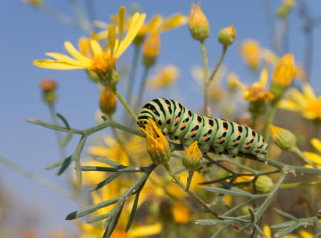 Bright spotted green caterpillar on the yellow flowerの写真素材