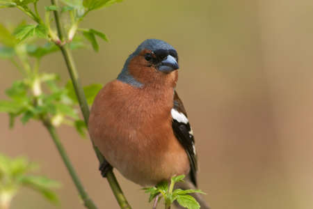 chaffinch bird perching on the twig with leaf