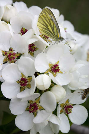 Butterfly on the white flower. Sharpness on the butterfly