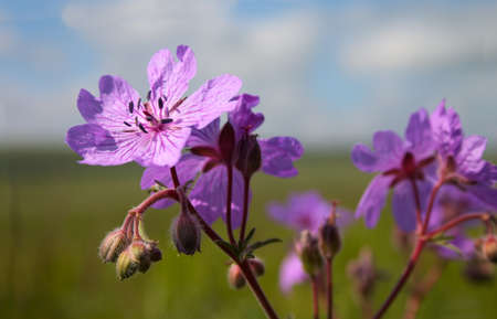 Wild lilac flower blooming on the meadow