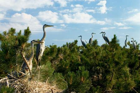 Heron bird fledglings at nesting place at top of trees