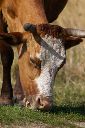 cow eating a grassの写真素材