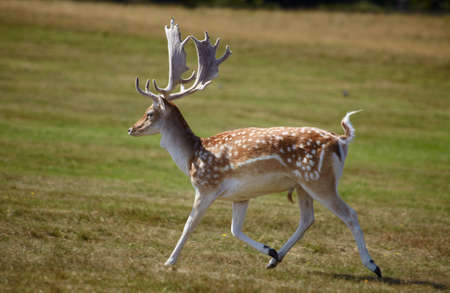 Dappled deer running on a meadowの写真素材