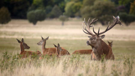 Bevy of royal deer in time of oestrus の写真素材