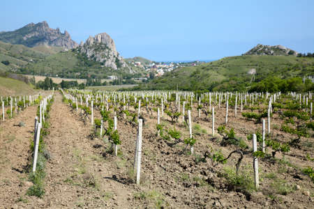 Vineyard on the hill and village at backgroundの写真素材