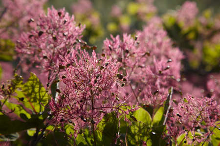 Pink flowers of Fustic bush