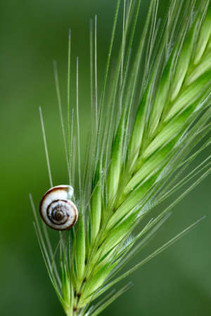 Small shell on a green grass spikeletの写真素材