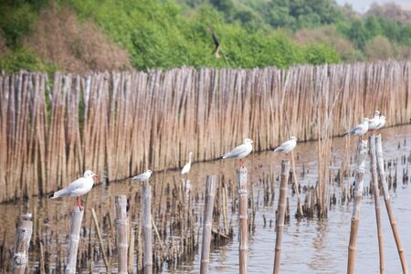 Seagulls on bambooの写真素材