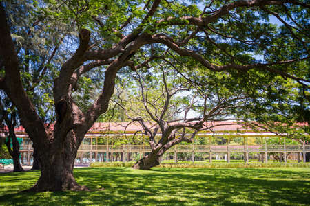landscape of big tree in villa garden