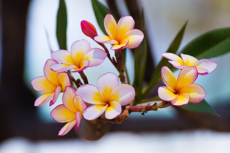 beautiful white pink color flowersの写真素材