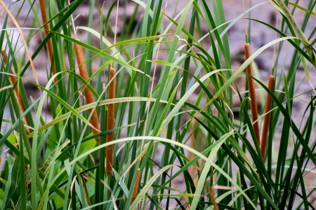 Cattails Reeds in a swamp field pondの写真素材
