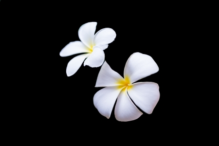 two white flowers isolated on black,selective focusの写真素材