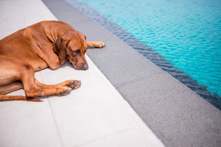 thai brown dog sitting beside the swimming poolの写真素材