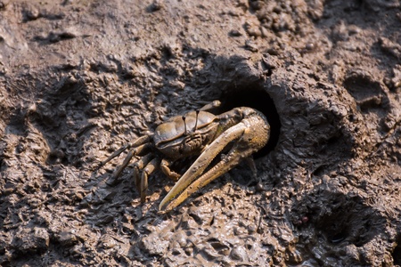 Sea crab walking on the mud camouflageの写真素材