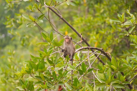 Baby monkey sitting on mangrove branchesの写真素材
