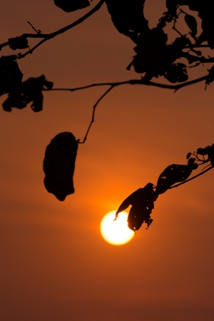 Silhouette of a tree with golden sun riseの写真素材