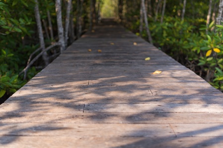 Wooden foot path through the forestの写真素材