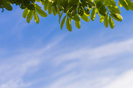 Tree branch blue skyの写真素材