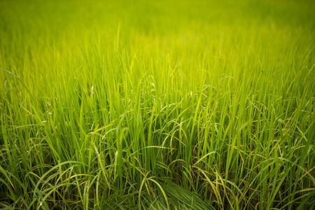 Green field of young rice plantの写真素材