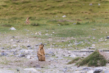bobak marmot standing on the goundの写真素材