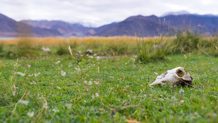 Cow skull on green grass fieldの写真素材