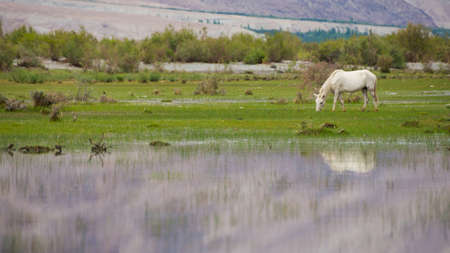 White horse eating grass in the fieldの写真素材