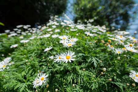 bush of white flowers on green leaves backgroundの写真素材