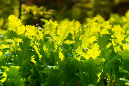 lecttuce rocket vegetable plantationの写真素材