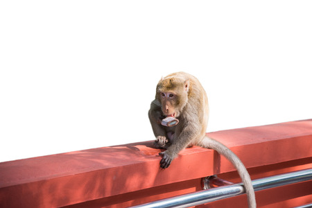 monkey eating ice cream, isolated on white の写真素材