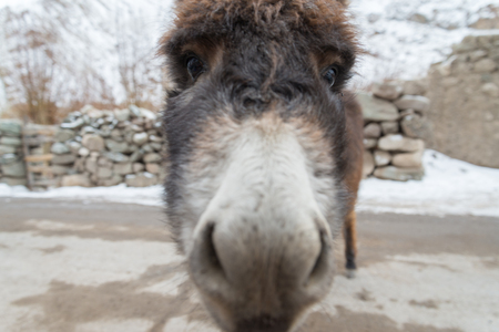 brown donkey head close upの写真素材