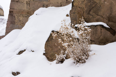 dry dead plant in snowの写真素材