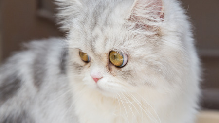 white persian cat sitting lookingの写真素材
