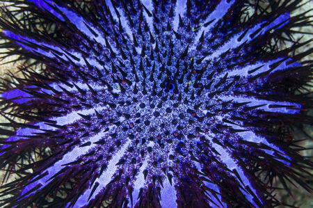 crown of thorns starfish, coral predator