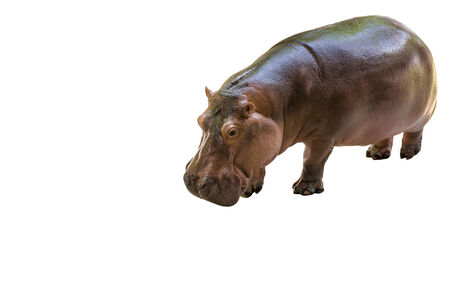 standing african hippo potamus isolatedの写真素材